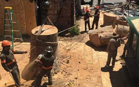 A Supreme Tree Experts crew cutting a chest-high trunk section over plywood ground protection, with the sidewalk coned off and more rounds waiting to be loaded