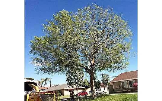 A large broadleaf tree on a residential front lawn, its branch structure showing through light new foliage, with a Supreme Tree Experts chipper and truck at the curb