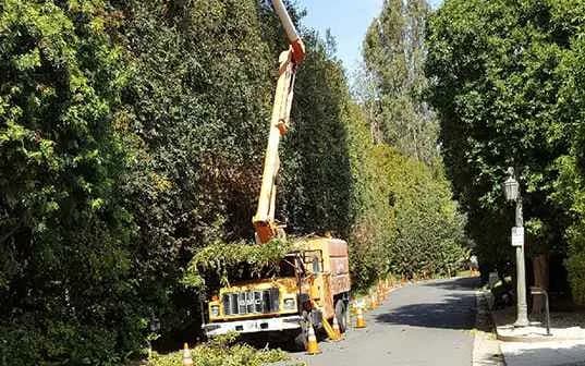 A Supreme Tree Experts boom truck parked hard against a tall ficus hedge on a narrow lane, its bed loaded with cut growth and the lane coned off behind it