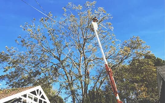A Supreme Tree Experts boom lift extended into the upper crown of a mature tree, the operator working deadwood out above a house roofline